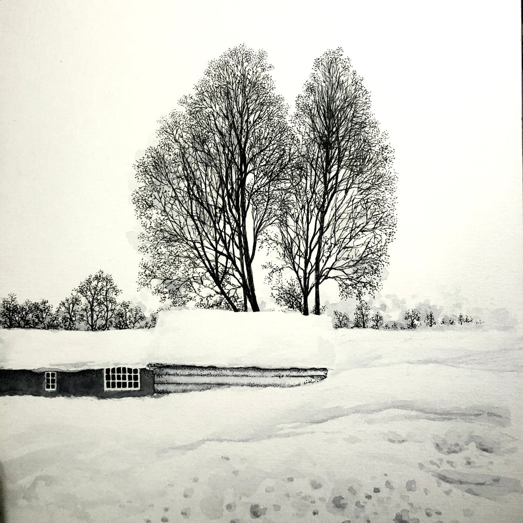 Birch tree