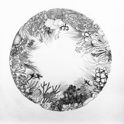 Corals